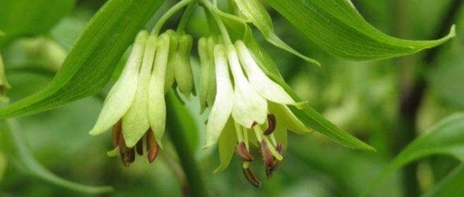 This Herb Can Treat Lower Back Pain, Rheumatic Pain, and Numbness in Hands and Feet