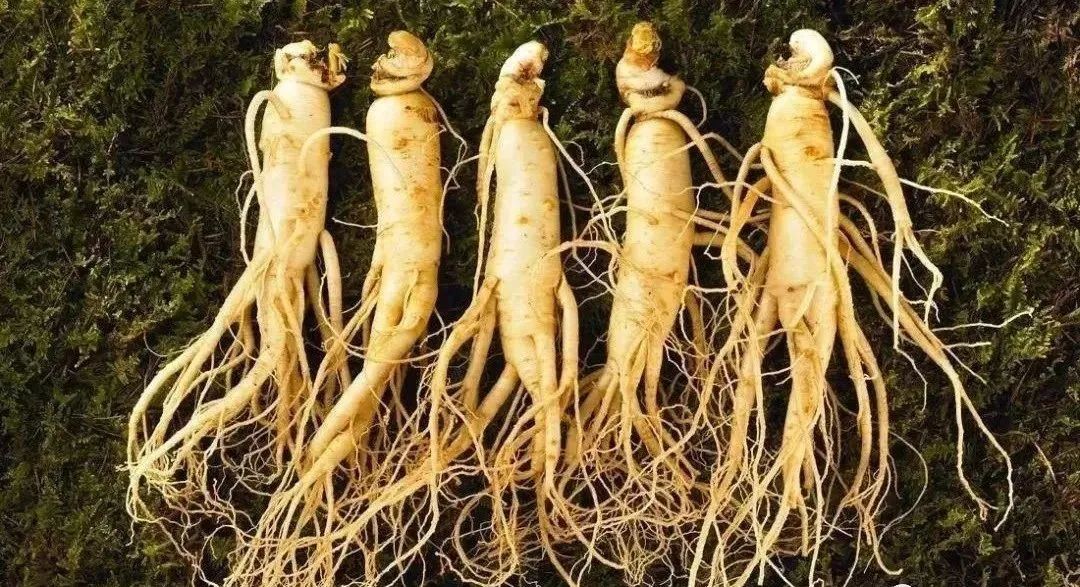 While Ginseng is the Best Qi Tonic, It Should Not Be Consumed Recklessly: 8 Types of People Who Should Avoid Ginseng