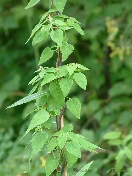 Introduction to Dang Shen (Codonopsis pilosula): Benefits and Usage