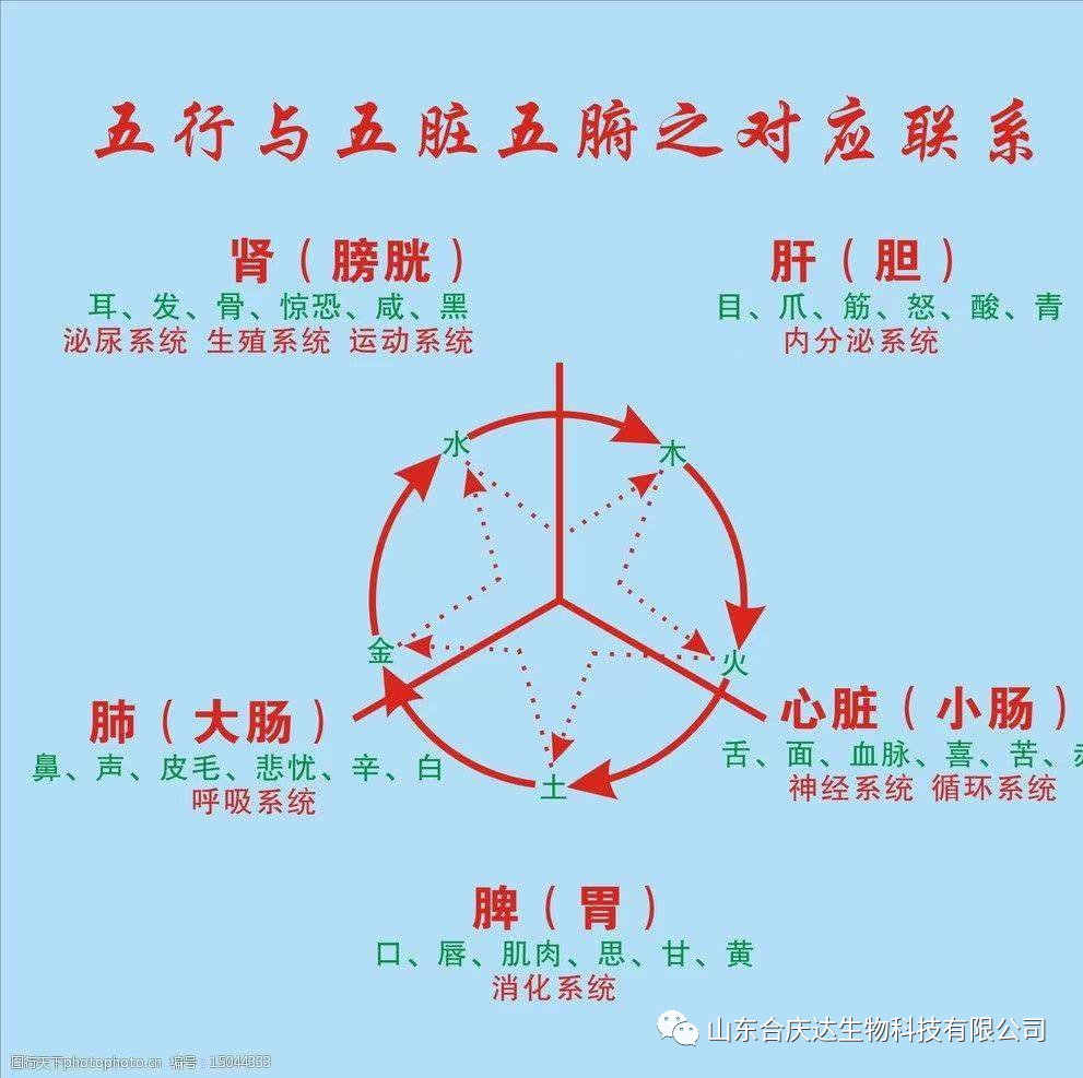 The Relationship Between the Five Elements and the Human Body: How to Regulate the Five Organs Through the Five Elements