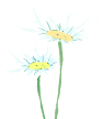 The Efficacy and Functions of Chuanxiong (Ligusticum chuanxiong)