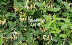 How to Use Yin Qiao San for Heat Clearing and Detoxification? Effective for Colds, Coughs, and Sore Throats!