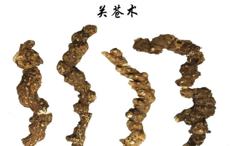 A Comprehensive Overview of Atractylodes (Cang Zhu) and Its Medicinal Value