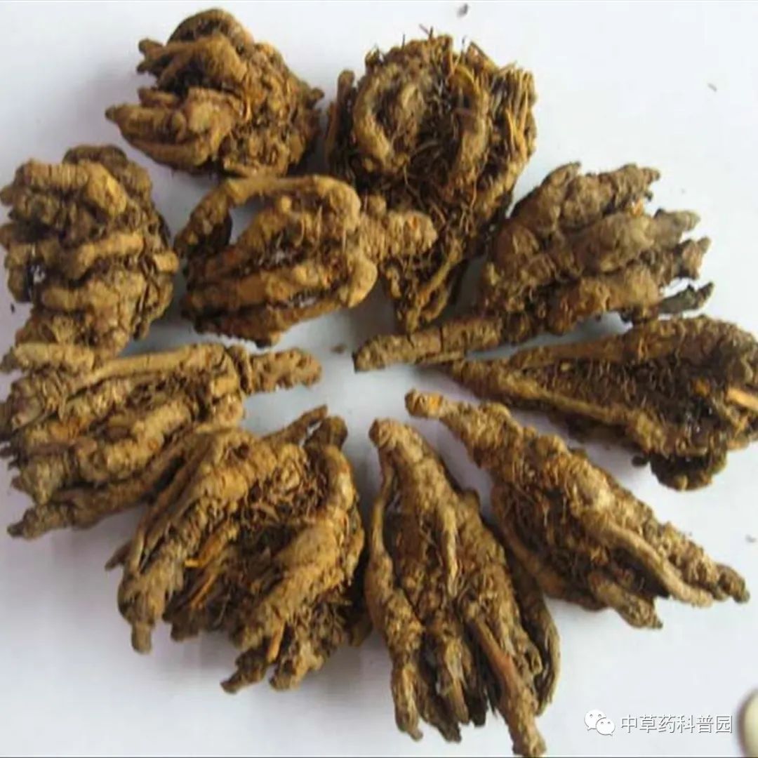 Huang Lian (Coptis Chinensis) - A Comprehensive Guide