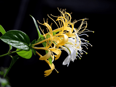 Understanding Jin Yin Hua (Honeysuckle) in Traditional Chinese Medicine