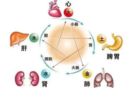 The Naming Principles of the Twelve Meridians: Essential Reading for TCM Beginners!