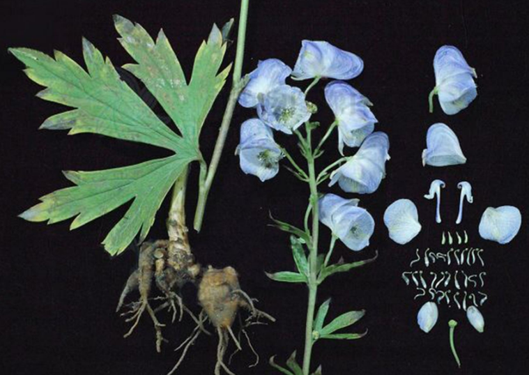 The Efficacy of Fuzi (Aconite): Nourishing Fire and Assisting Yang, Dispelling Cold and Alleviating Pain