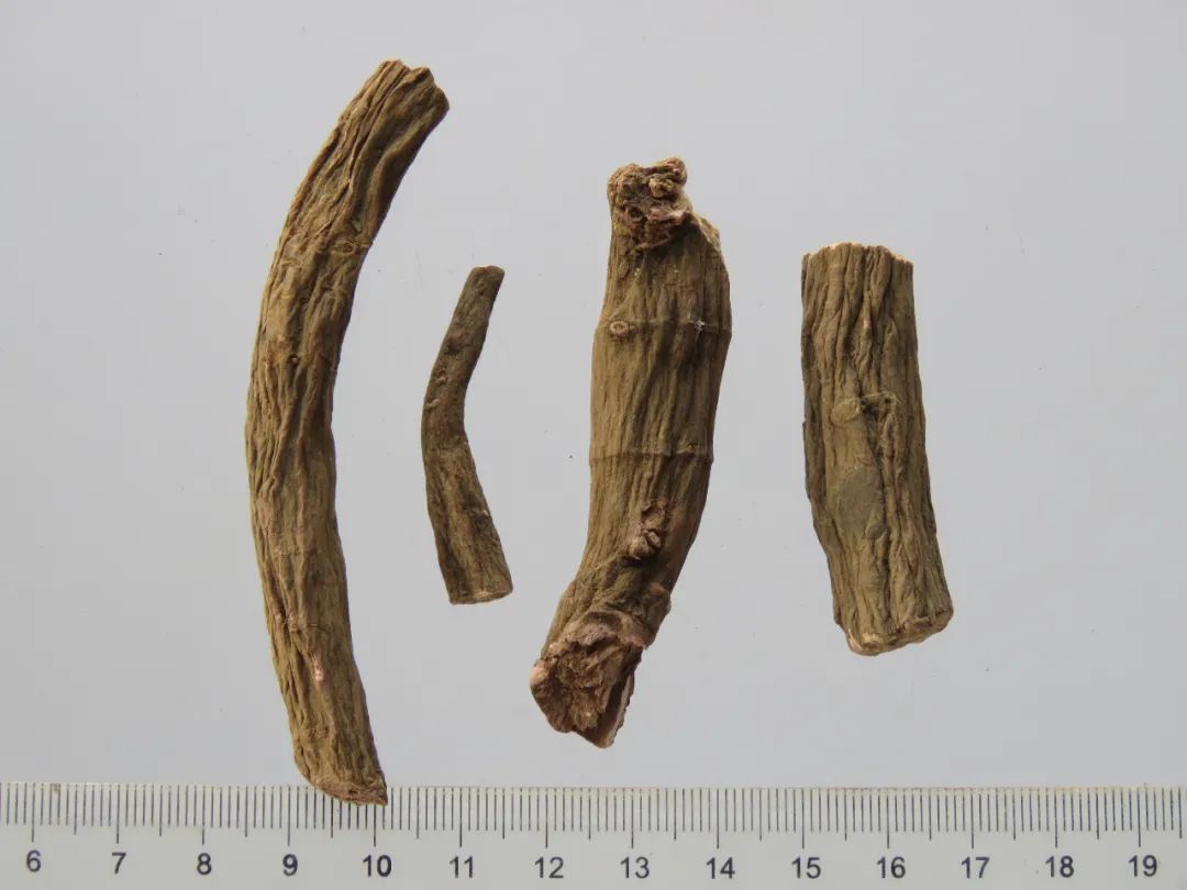 The Therapeutic Properties of Bai Shao and Chi Shao in Traditional Chinese Medicine