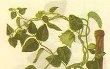 Codonopsis (Dang Shen): A Comprehensive Overview