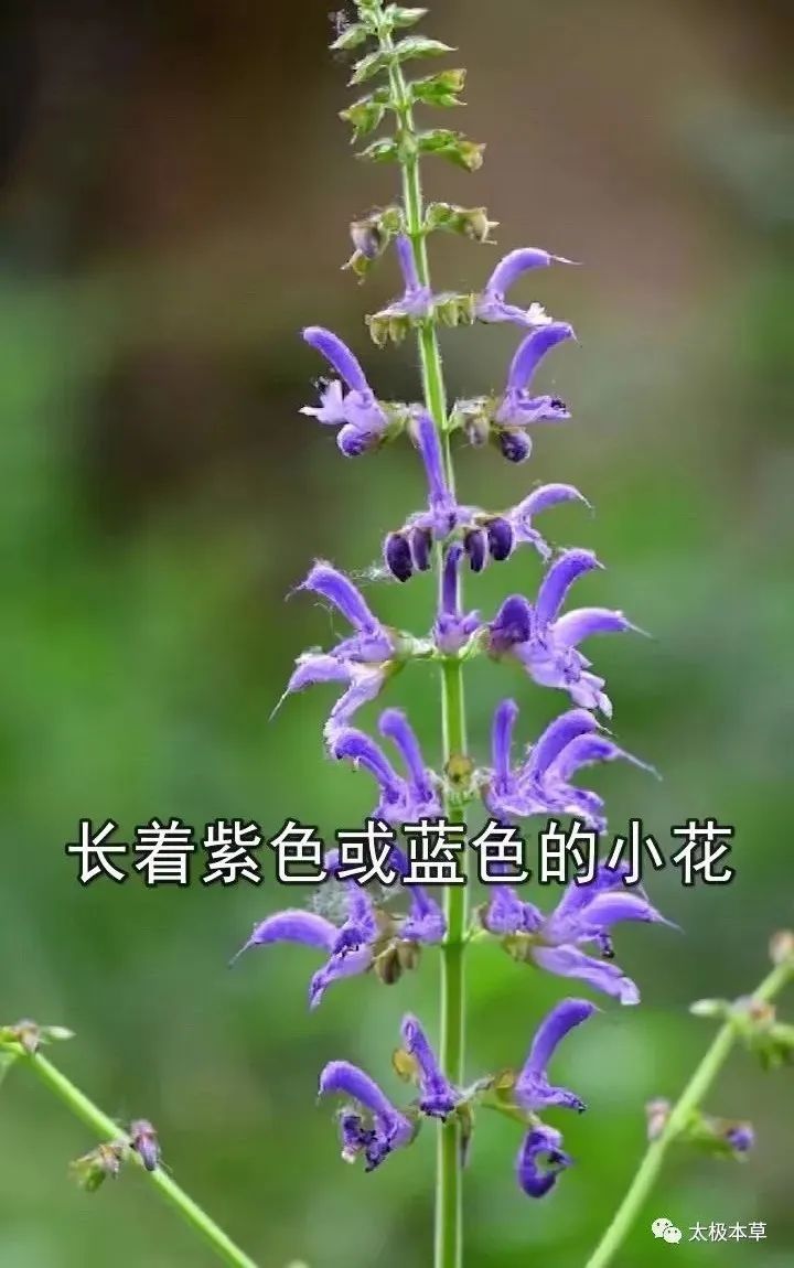 Dan Shen: A Valuable Herb for Heart Disease, Thrombosis Prevention, and Trauma Recovery