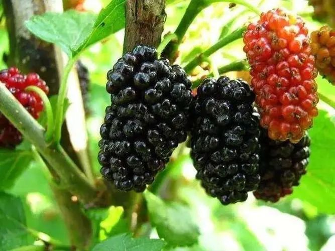 Six Ingredients Known as "Natural Blood Banks"! Eat Twice a Week to Nourish Blood and Qi, Especially the Fifth One!