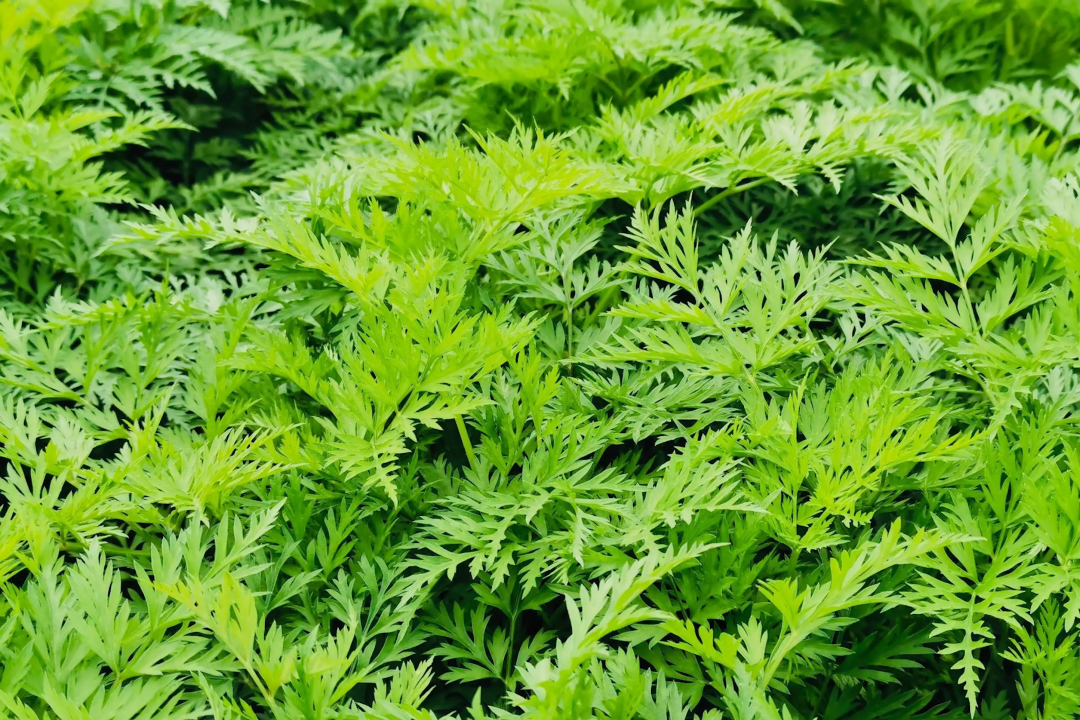 Chongzhou Local Medicinal Materials: A Focus on Chuanxiong (Rhizoma Chuanxiong)