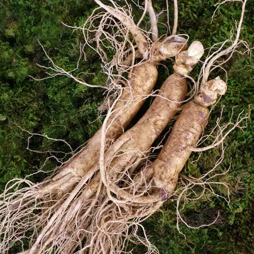 Seven Major Benefits of Eating Fresh Ginseng: The King of Herbs Lives Up to Its Name!