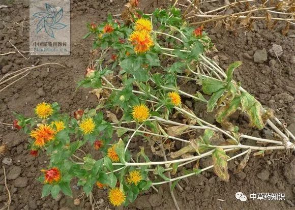 Traditional Chinese Medicine Herb: Safflower (Honghua)