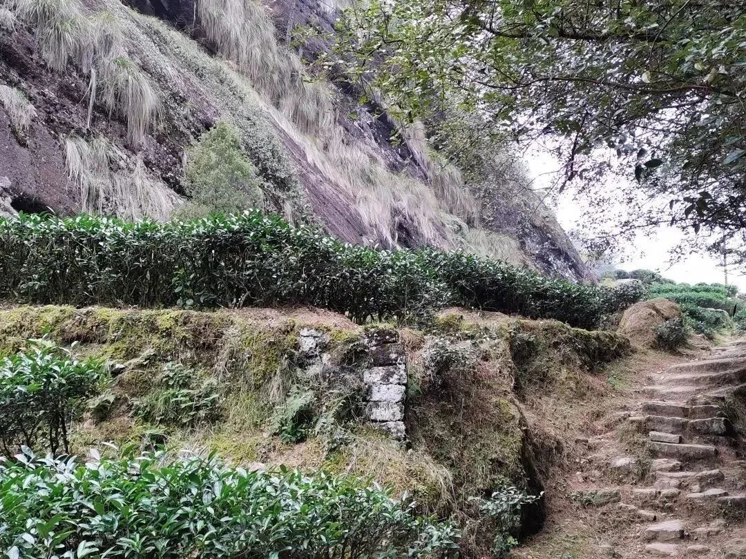 The Aromatic Power of Cinnamon in Wuyi Rock Tea