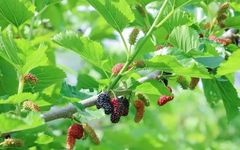 Comprehensive Guide to Dietary Remedies for Wind-Heat Cold in Traditional Chinese Medicine