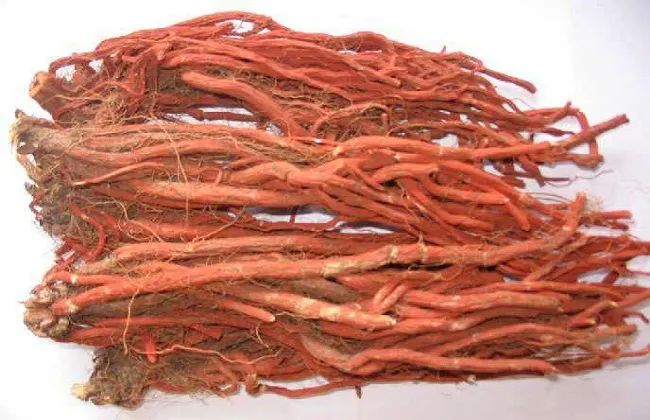 Analysis of the Medicinal Herb Dan Shen (Salvia miltiorrhiza)