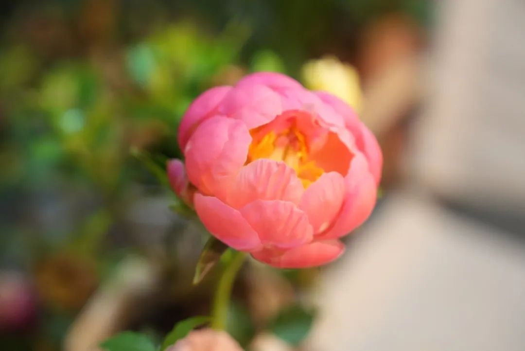 The Arrival of Peony Season: A Beautiful and Valuable Traditional Chinese Medicine