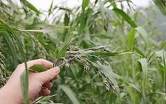 Understanding Coix Seed: A Comprehensive Guide