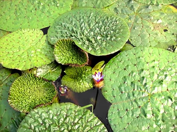 Common Medicinal and Edible Herbs in Traditional Chinese Medicine