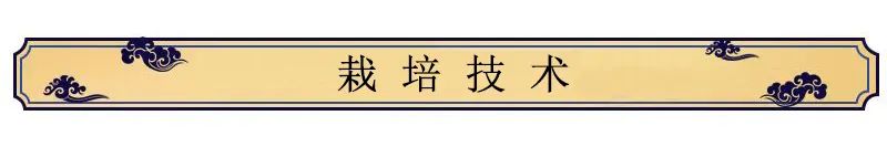 Key Points for Growing Codonopsis (Dang Shen)