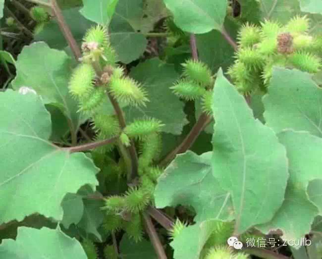 The 16 Medicinal Herbs Mentioned in Jay Chou's "Compendium of Materia Medica"