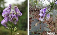 Traditional Chinese Medicine Herb - Fuzi (Aconiti Lateralis Radix Praeparata)