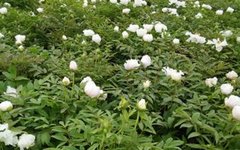 Traditional Chinese Medicine Herb - Bai Shao (White Peony Root)