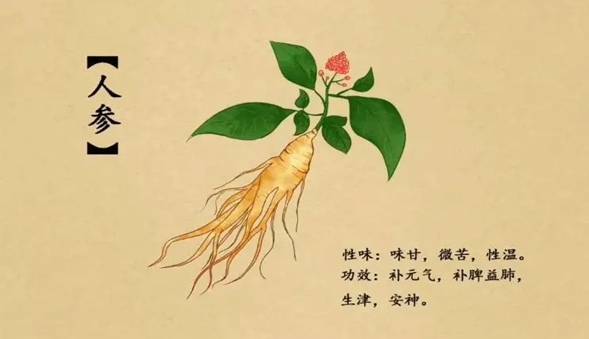 A Brief Discussion on Ginseng