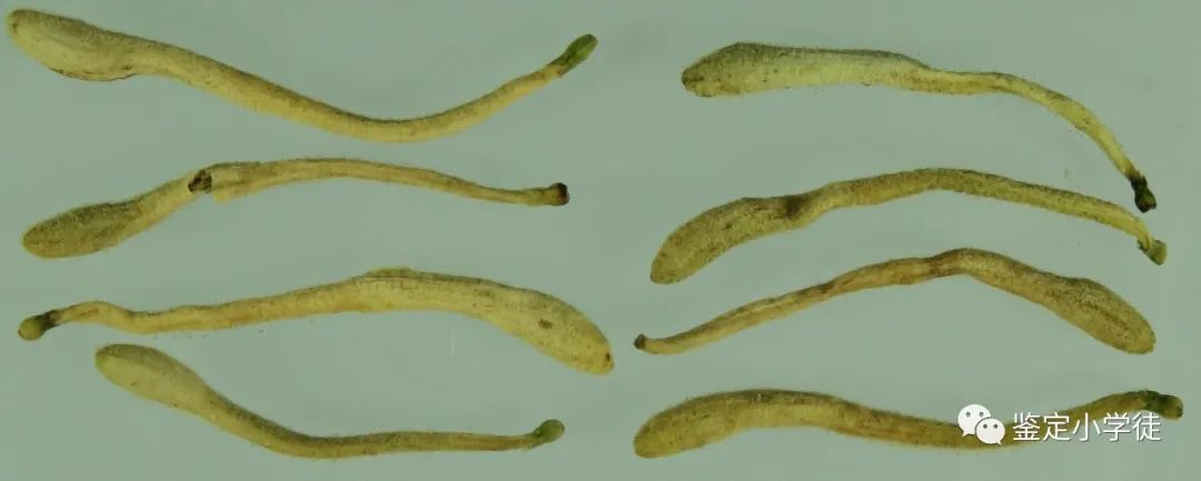 Daily Herb: Honeysuckle (Jin Yin Hua)
