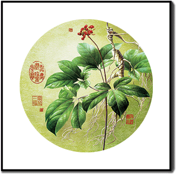 Important Considerations When Using Ginseng