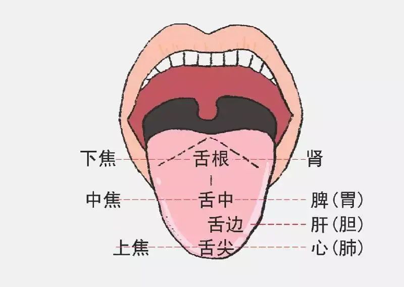 Exploring Tongue Diagnosis in Traditional Chinese Medicine: Hidden Insights and Tongue Diagnosis Atlas
