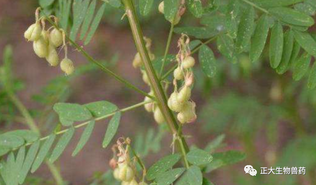 Astragalus: The Premier Qi-Boosting Herb and Its Applications