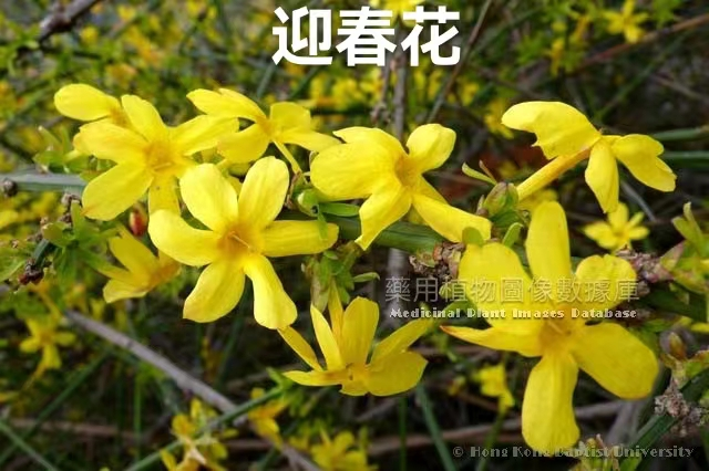 Identifying Medicinal Herbs through Spring Flowers