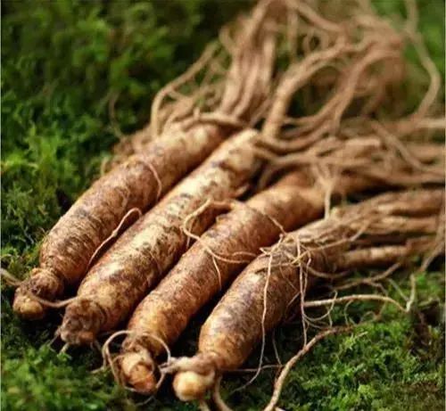 What to Eat for Qi, Blood, Yin, and Yang Supplementation in Traditional Chinese Medicine?
