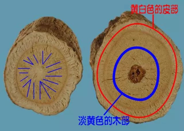 Traditional Chinese Medicine: Astragalus (Huang Qi)