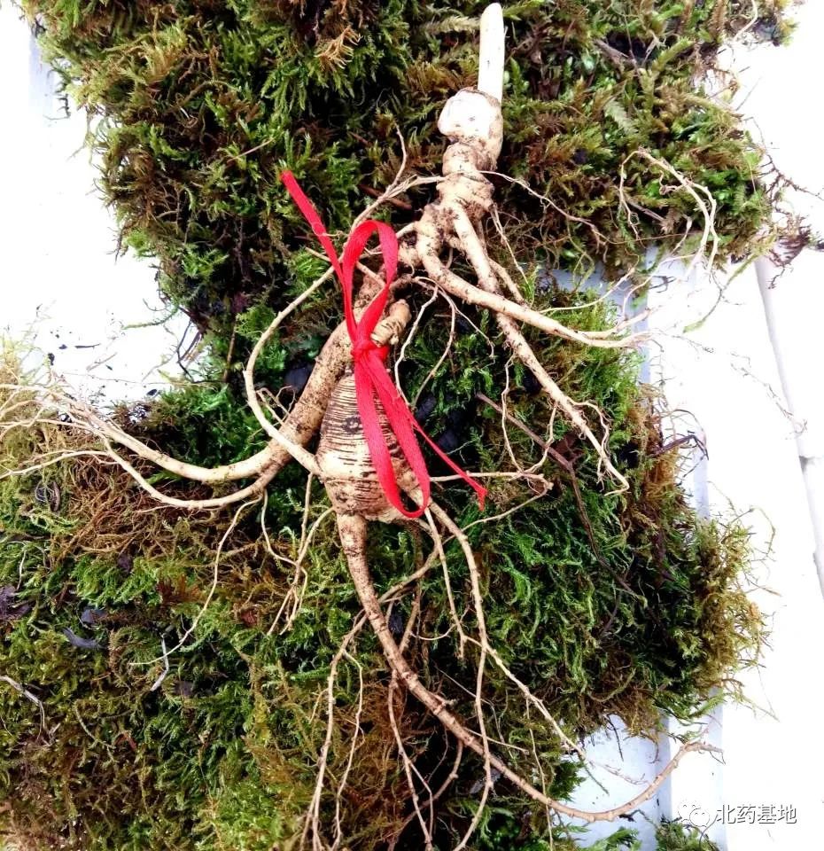 Ginseng | A Comprehensive Guide to Classification