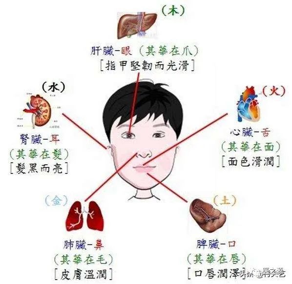 Introduction to Traditional Chinese Medicine: Chapters One and Two of TCM Diagnosis (Introduction and Observation Diagnosis)