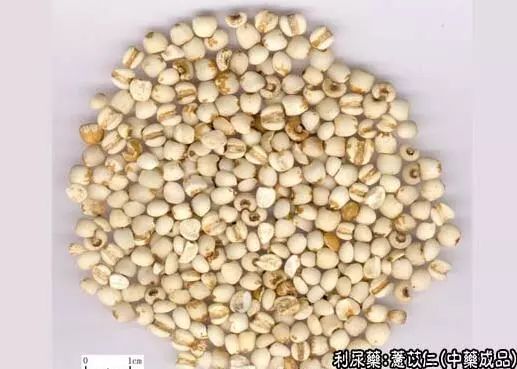 Traditional Chinese Medicine: Coix Seed (Yi Yi Ren)