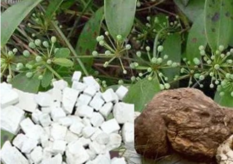 Daily Herb: Poria (Fú Línɡ)