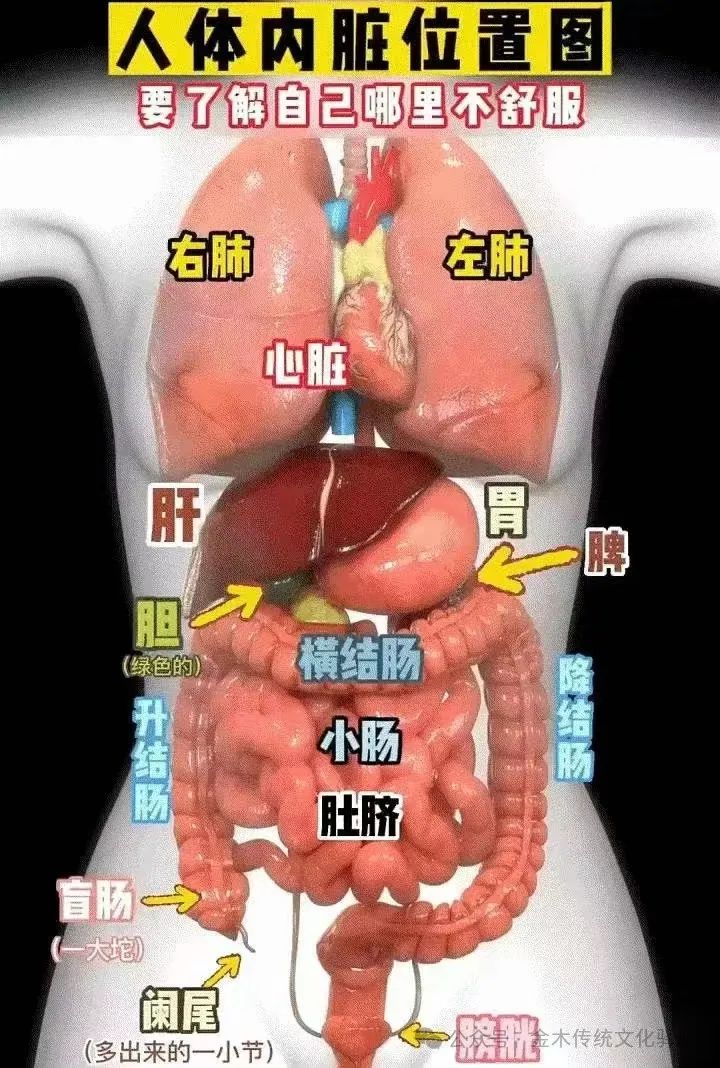 Foundations of Traditional Chinese Medicine: Functions of the Five Organs and Six Bowels
