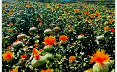 Essential Knowledge of Chinese Medicine: Safflower (Honghua)