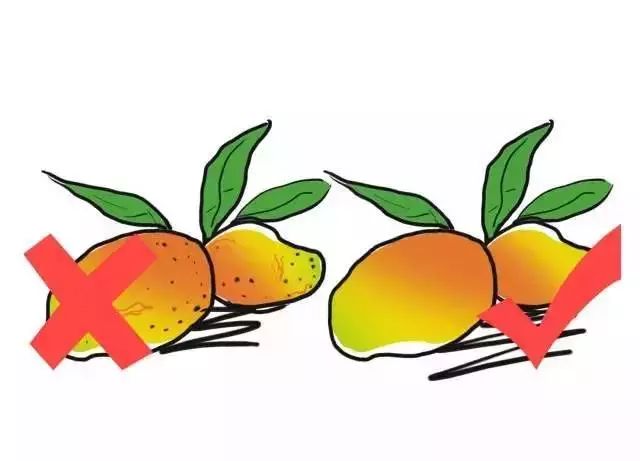 Fruits Classified by Cold and Heat: Eating According to Body Constitution