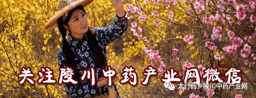 Understanding Codonopsis: The Lesser-Known Ginseng