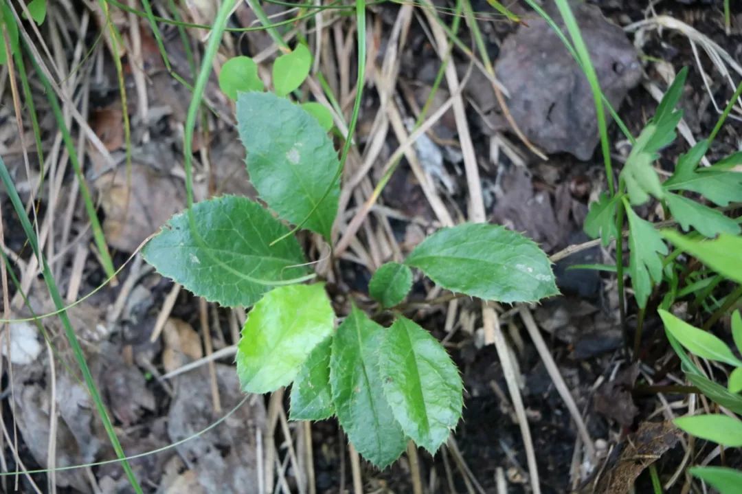 A Comprehensive Guide to Atractylodes (Cang Zhu)