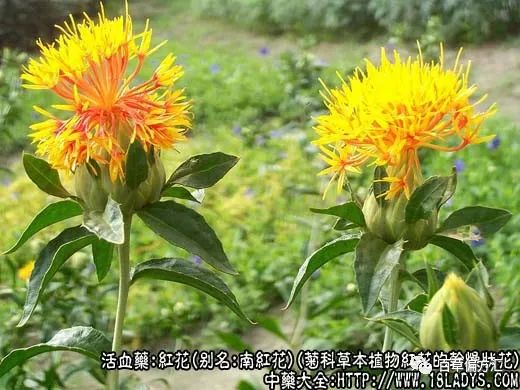 The Efficacy and Functions of Honghua (Safflower)