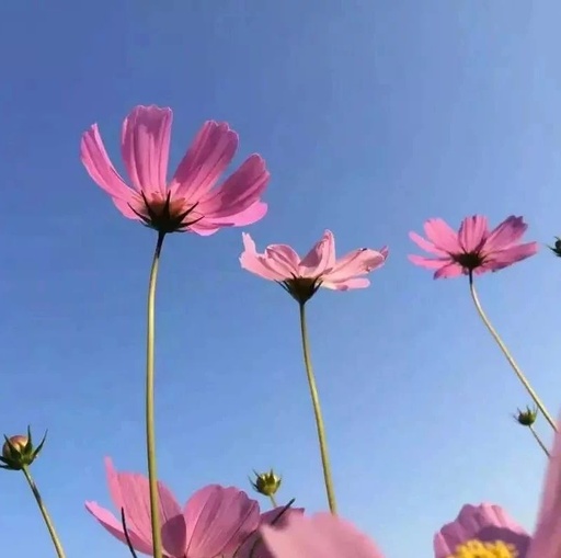 What Changes Occur in the Body of Those Who Drink Astragalus Water Daily?