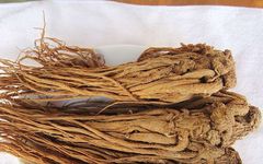 Angelica Sinensis: A Comprehensive Overview