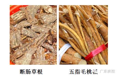 A Bowl of Herbal Soup Poisoned a Family of Three in Fujian! How Toxic is the 'Breaking Intestines Grass' in the Martial Arts World?