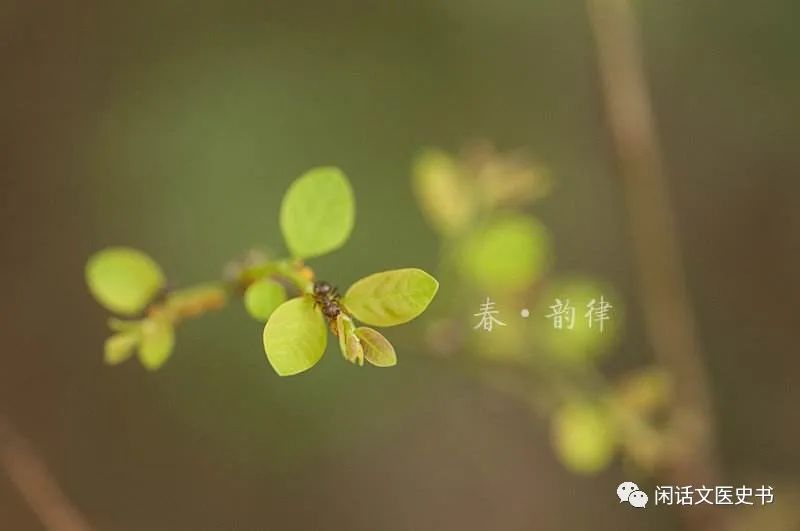 A Brief Discussion on Ginseng